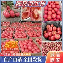 山东硬粉西红柿，沙瓤，价格不高，西红柿现已大量上市