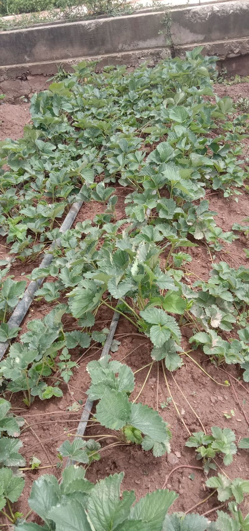 云南楚雄香野草莓苗（隋珠草莓苗）根系粗壮无任何病害大量供应
