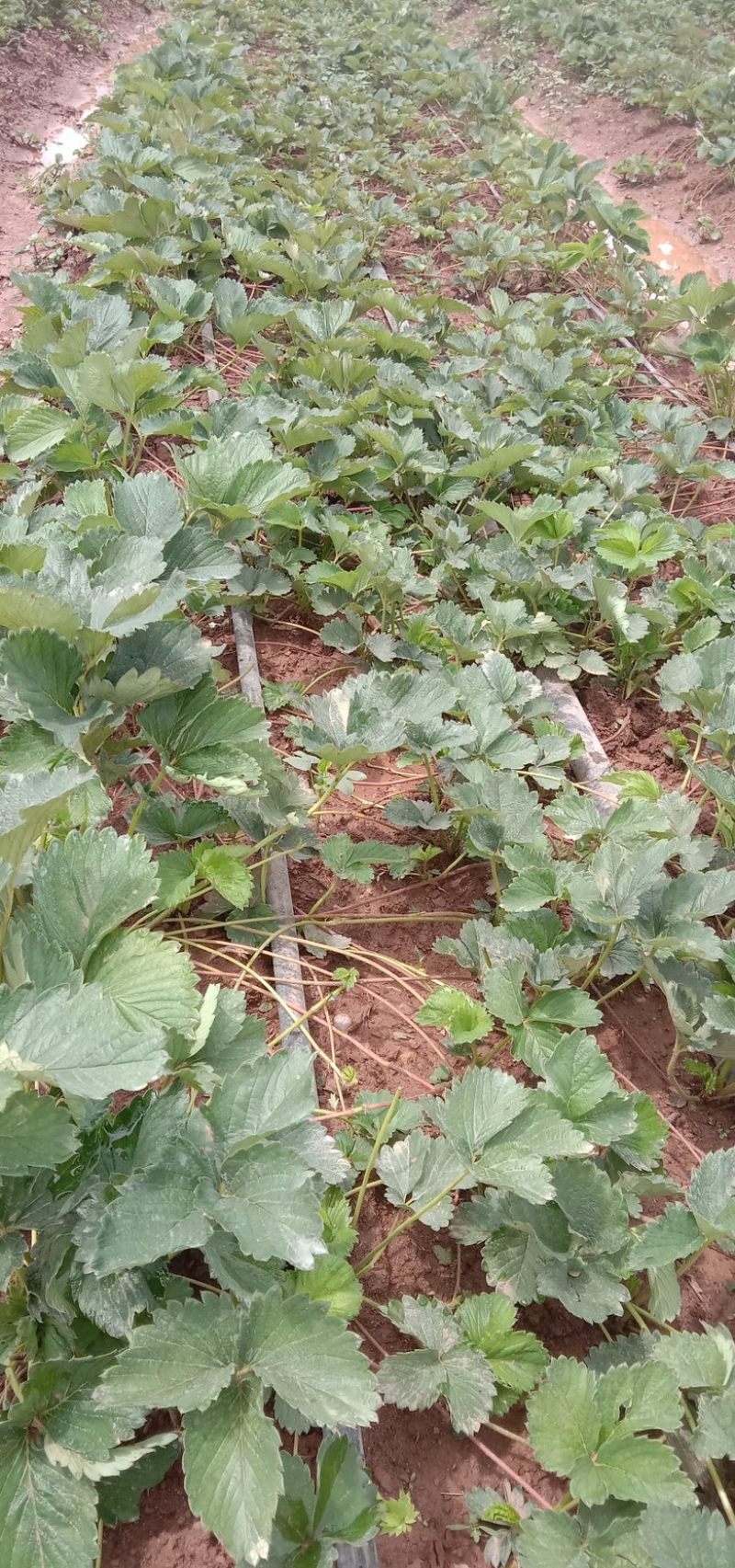 云南楚雄香野草莓苗（隋珠草莓苗）根系粗壮无任何病害大量供应