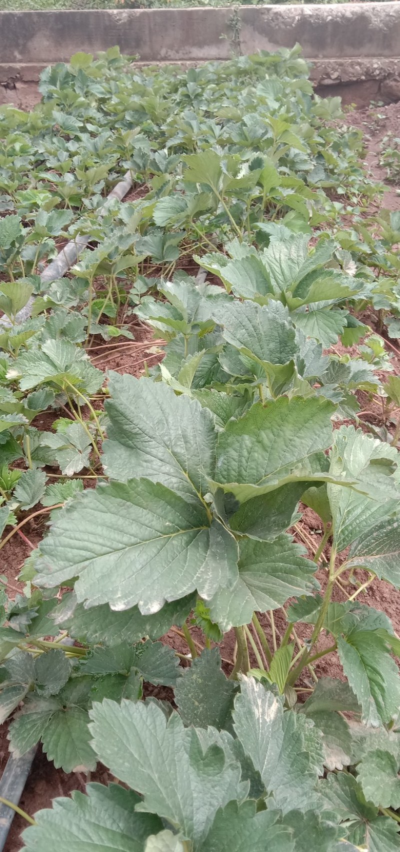 云南楚雄香野草莓苗（隋珠草莓苗）根系粗壮无任何病害大量供应