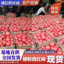 【西红柿】山东暖棚大红硬粉西红柿大量上市产地直供质优价廉