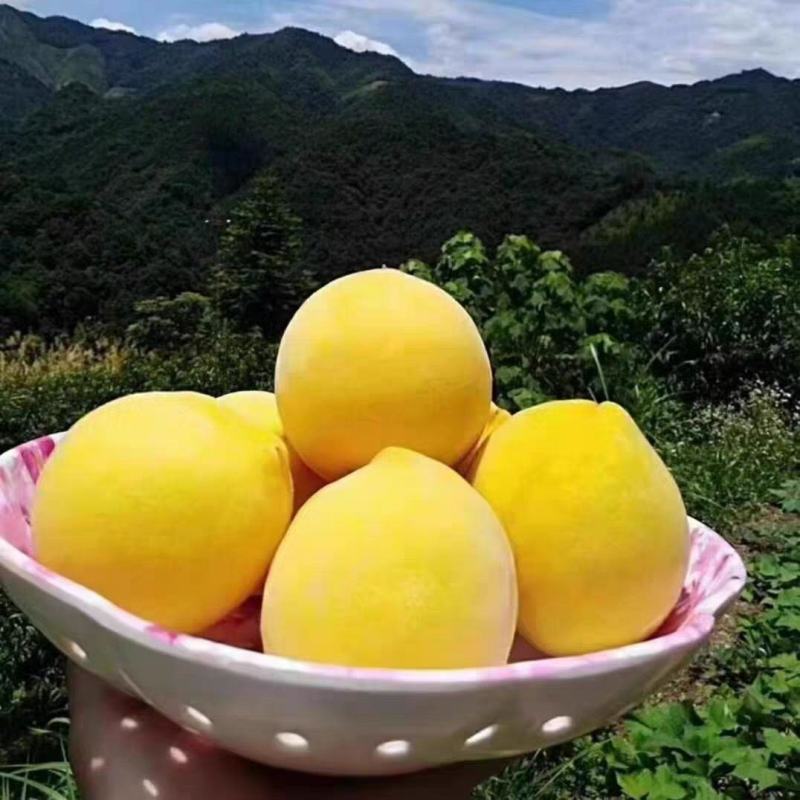 正宗【湖南炎陵黄桃】脆甜红心应季新鲜水果现摘现发净重