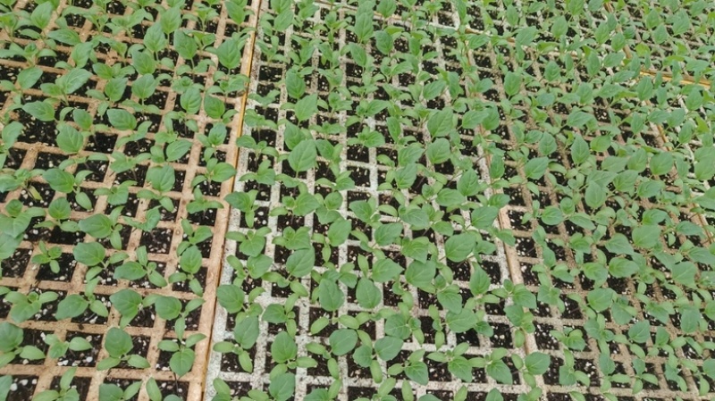 云南产地直发育苗基质专业的育苗基质针对蔬菜茄果育苗栽培