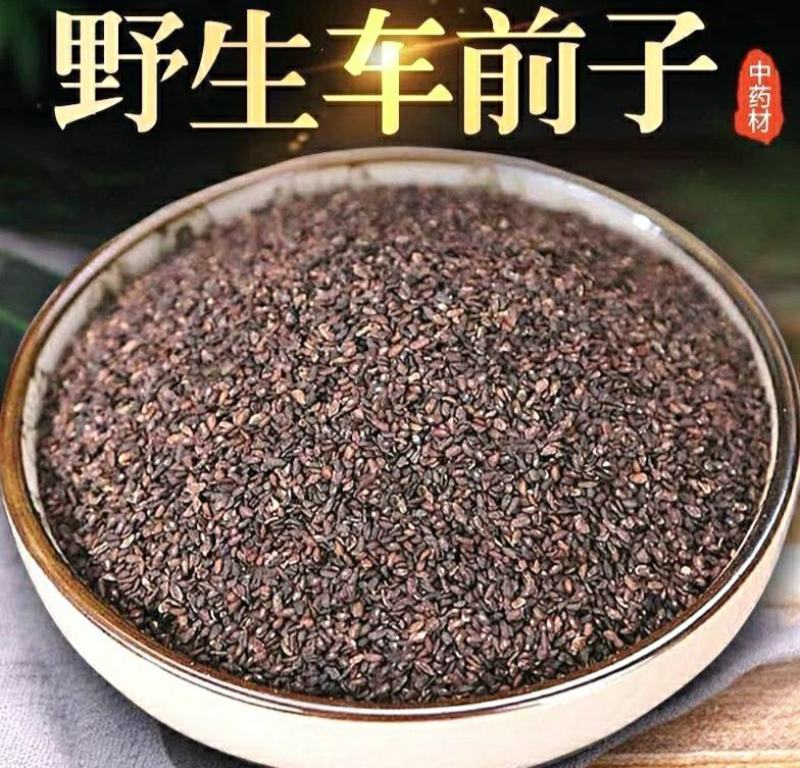 车前子道地中药材车前子车前草籽气味清香泡水泡茶