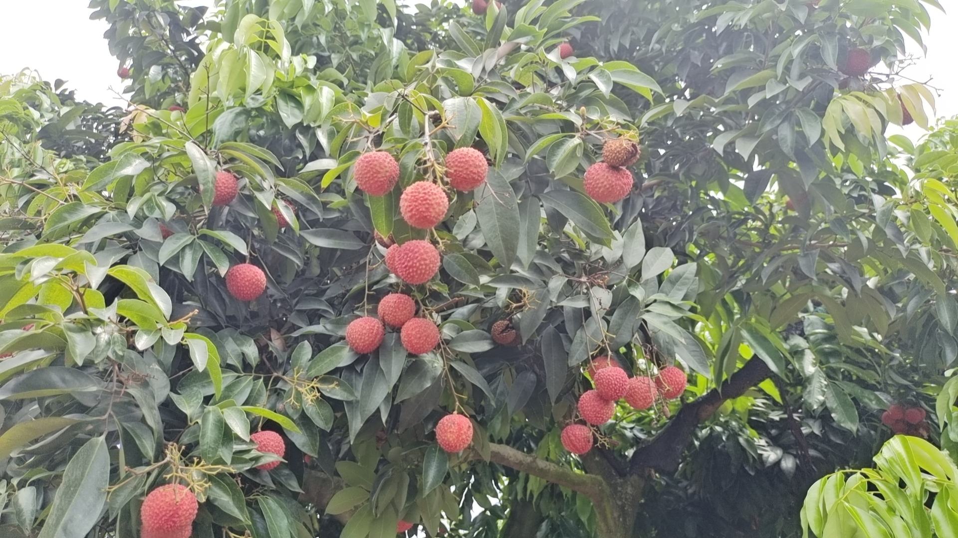 展示八月红荔枝成熟果园的场景,树上挂满红艳欲滴的果实 八月红荔枝果园全景