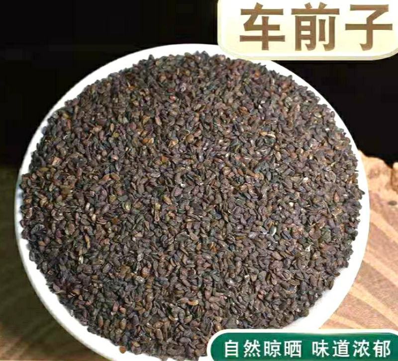 车前子道地中药材车前子车前草籽气味清香泡水泡茶