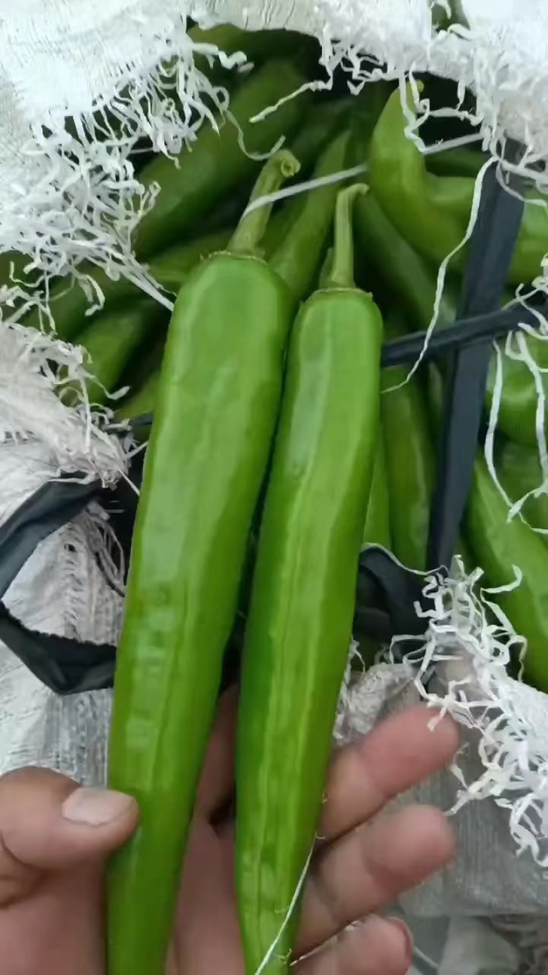 精品尖椒