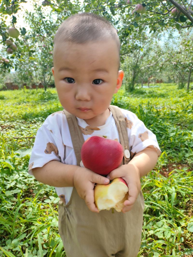 四川大凉山盐源县苹果红嘎啦现摘产地直发整箱快递发货