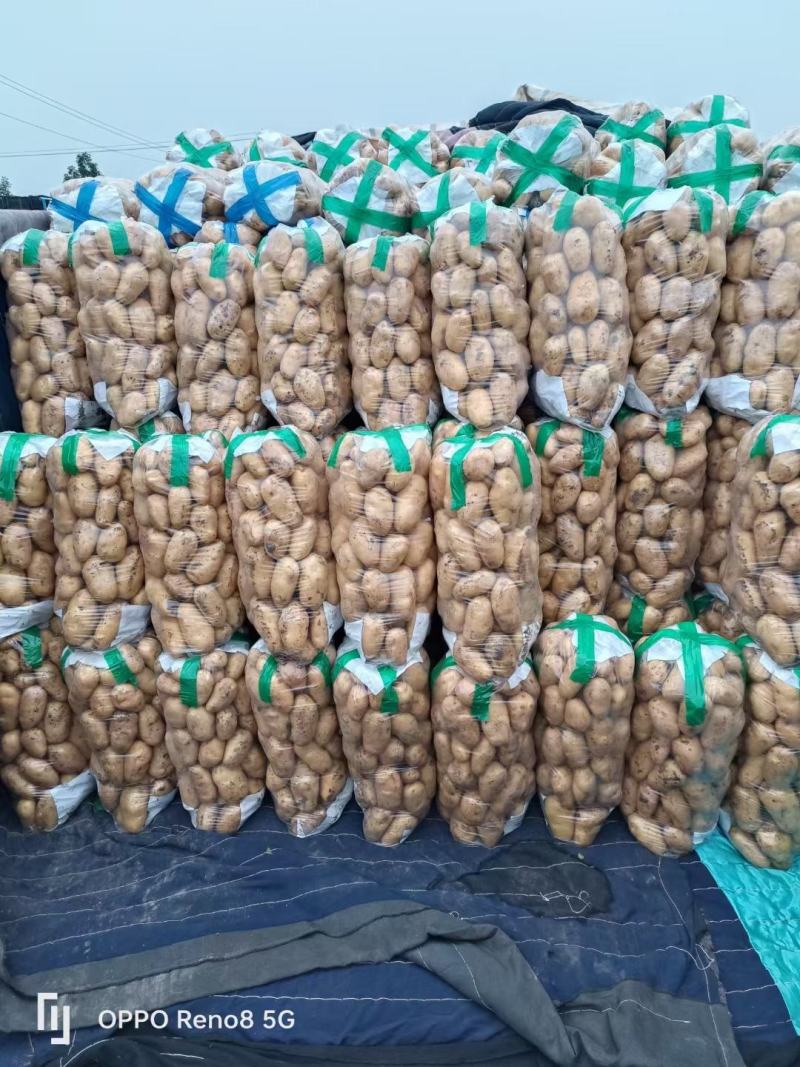 河南精品黄心土豆大量供应。需要的客商可以联系
