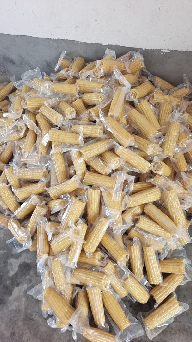 真空糯玉米万糯2000速冻玉米