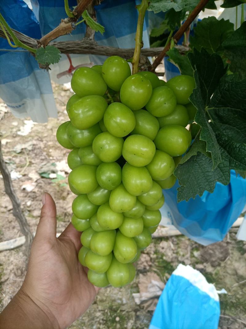 阳光玫瑰葡萄