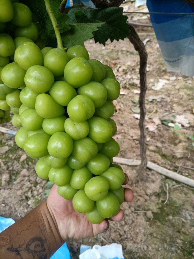阳光玫瑰葡萄