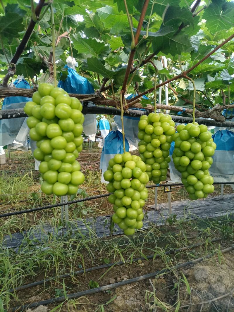 阳光玫瑰葡萄