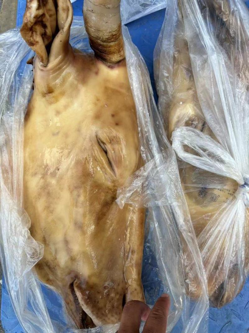 牛头宴公牛母牛均可挑选厂家直销售后无忧