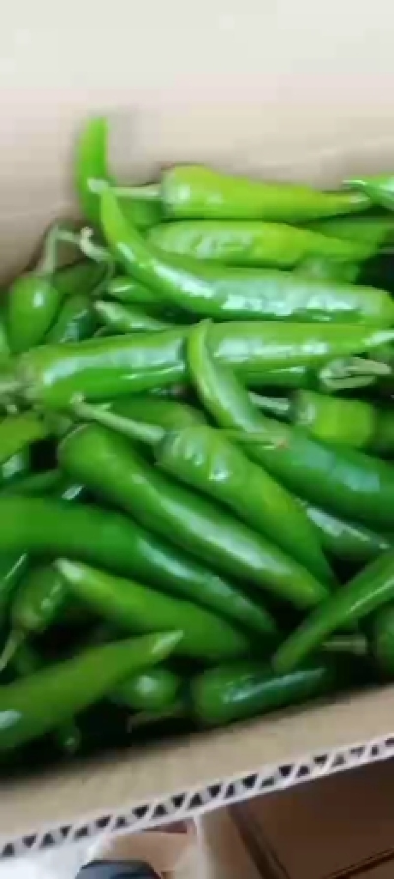 【精品】青尖椒大量现货供应，产区直发全国，保质保量
