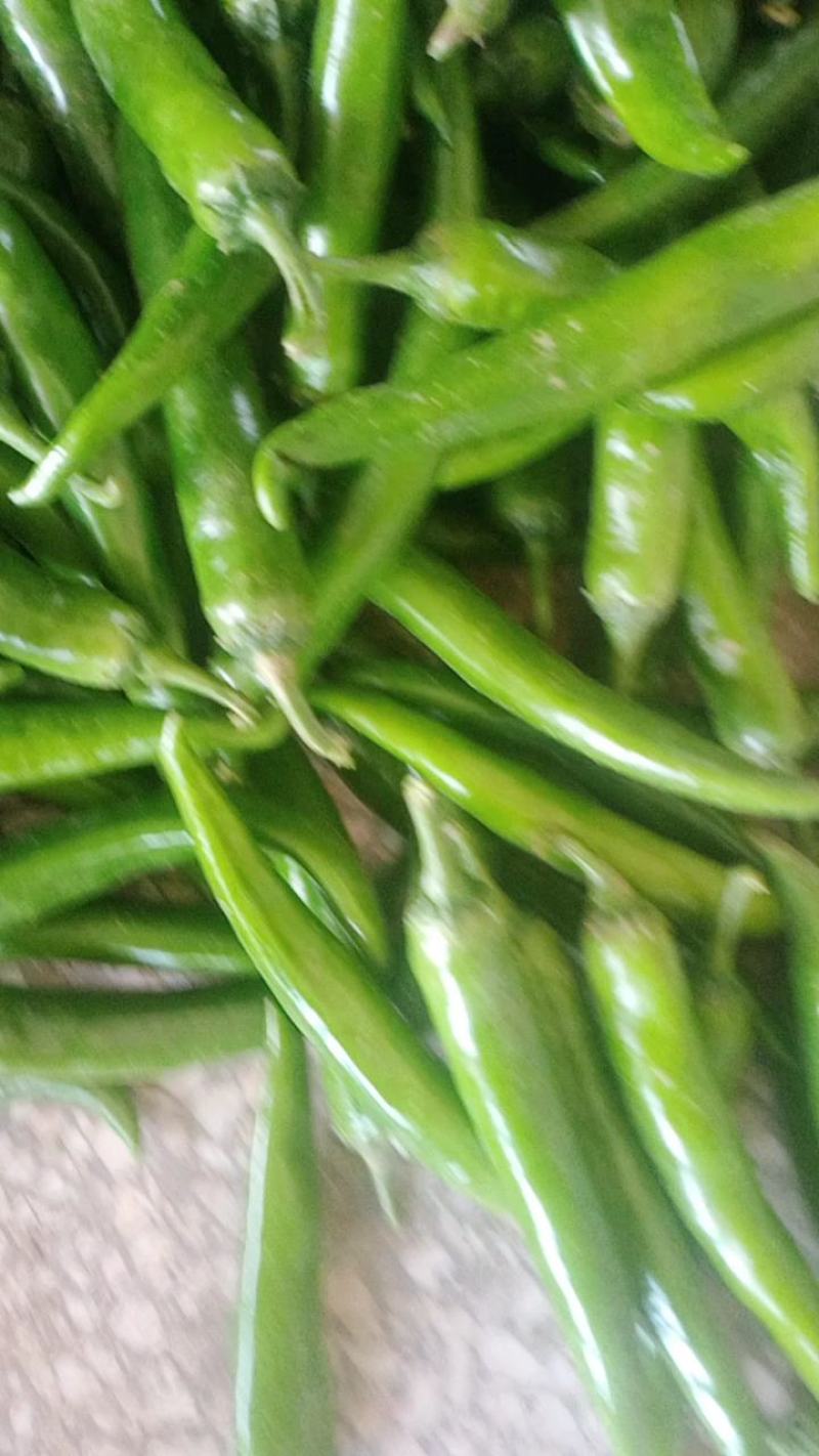 【精品】青尖椒大量现货供应，产区直发全国，保质保量