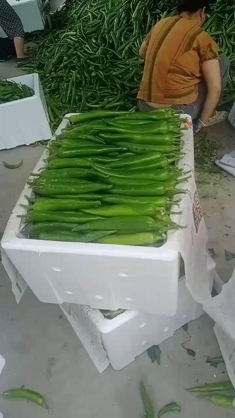 【精品】青尖椒大量现货供应，产区直发全国，保质保量