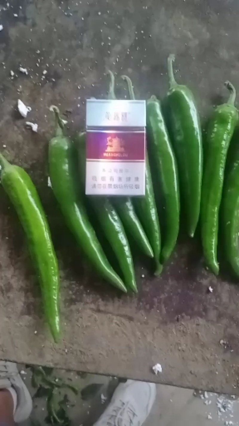 【精品】青尖椒大量现货供应，产区直发全国，保质保量