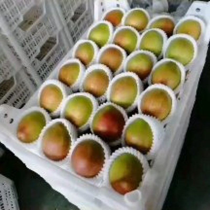 阳信鸭梨大量上市