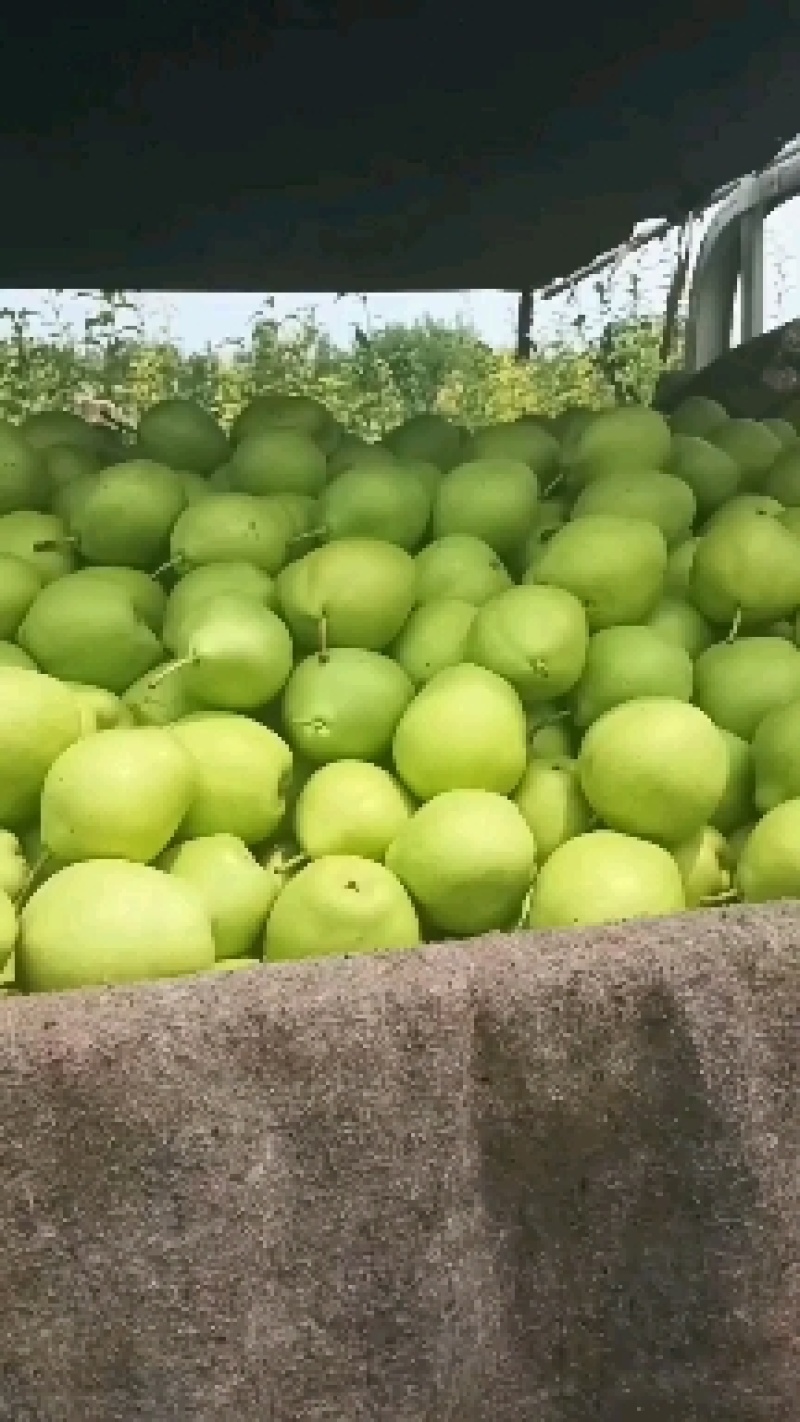 阳信鸭梨大量上市