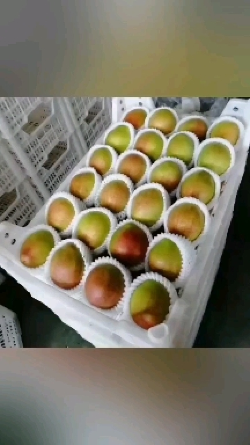 阳信鸭梨大量上市