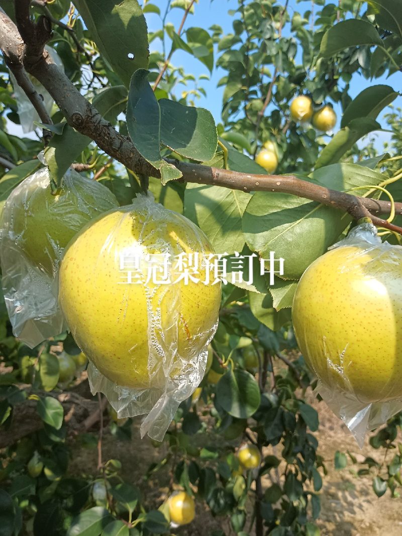 阳信鸭梨大量上市