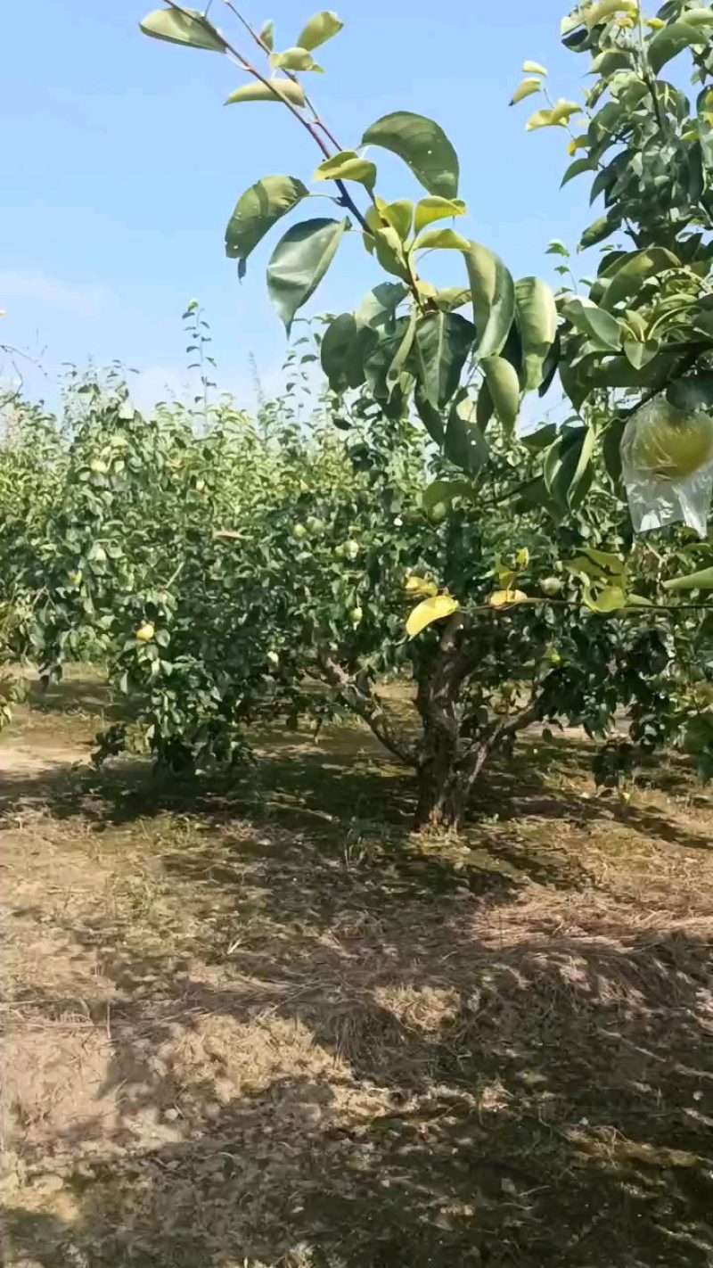 阳信鸭梨大量上市