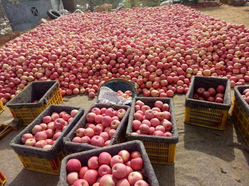 烟台栖霞红富士苹果，大量上市。需要的可以实地考察