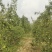 礼县高山基地香蕉梨