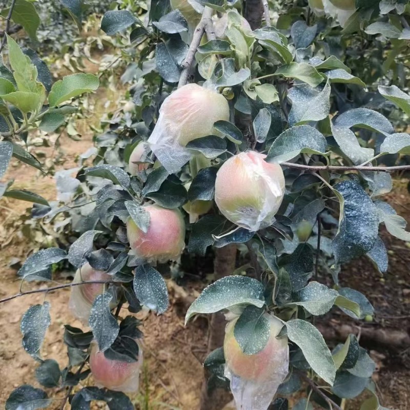 山东临沂美八苹果，红露苹果大量上市了全国发货，产地直销