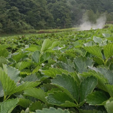 【高山草莓苗】高山红颜草莓苗火热预订中预购从速!