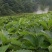【高山草莓苗】高山红颜草莓苗火热预订中预购从速!
