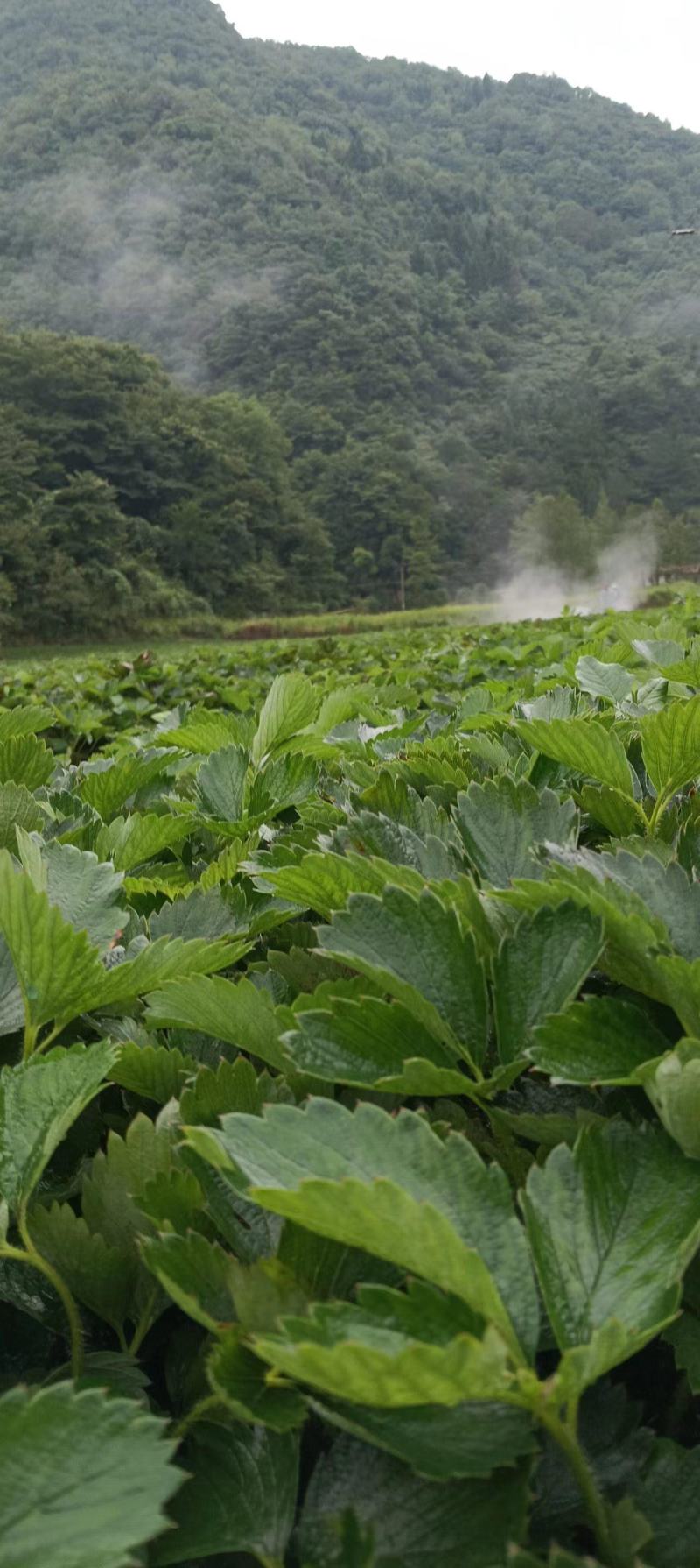 【高山草莓苗】高山红颜草莓苗火热预订中预购从速！