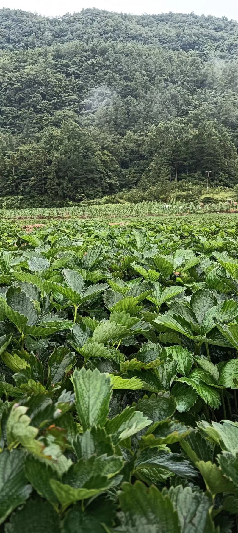 【高山草莓苗】高山红颜草莓苗火热预订中预购从速！