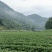 【高山草莓苗】高山红颜草莓苗火热预订中预购从速!