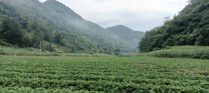 【高山草莓苗】高山红颜草莓苗火热预订中预购从速！