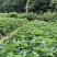 【高山草莓苗】高山红颜草莓苗火热预订中预购从速!