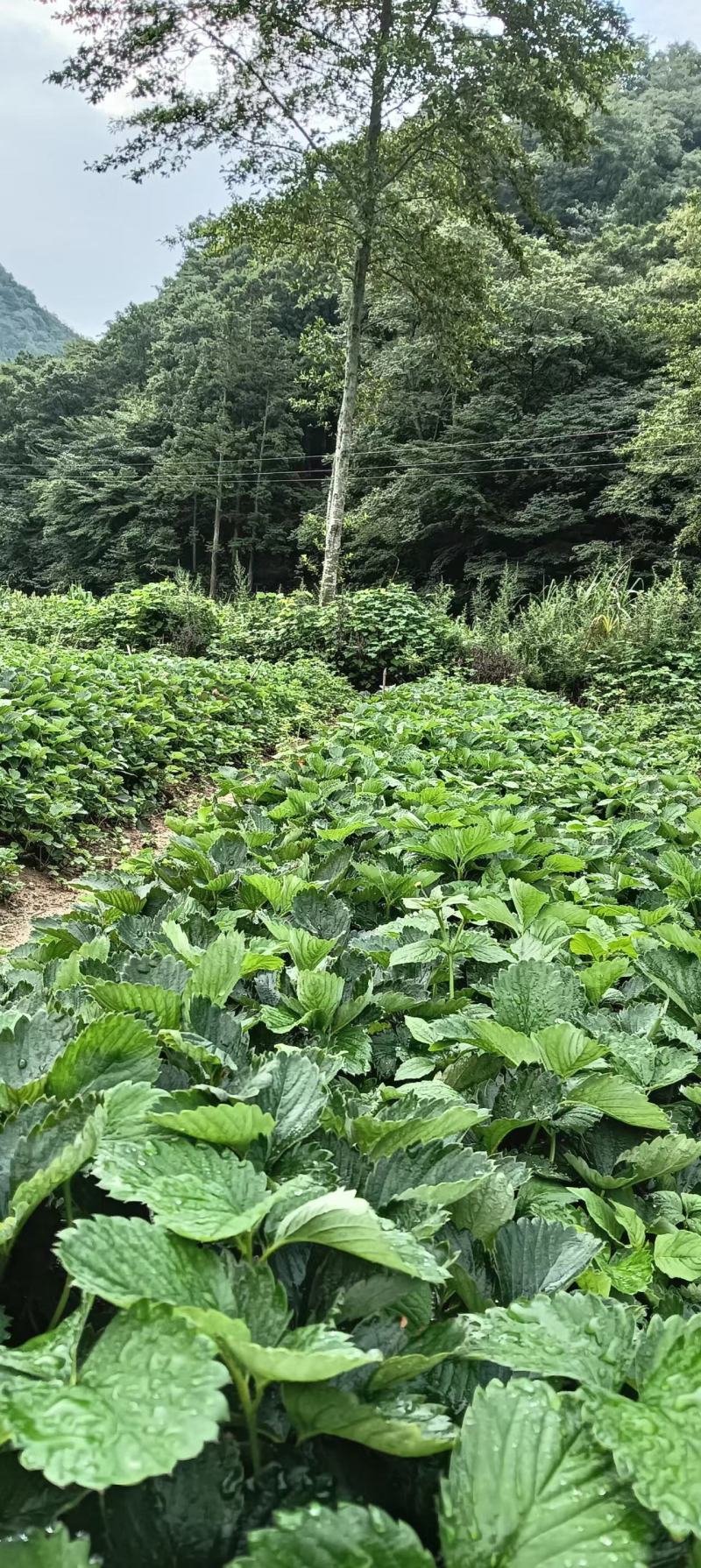 【高山草莓苗】高山红颜草莓苗火热预订中预购从速！