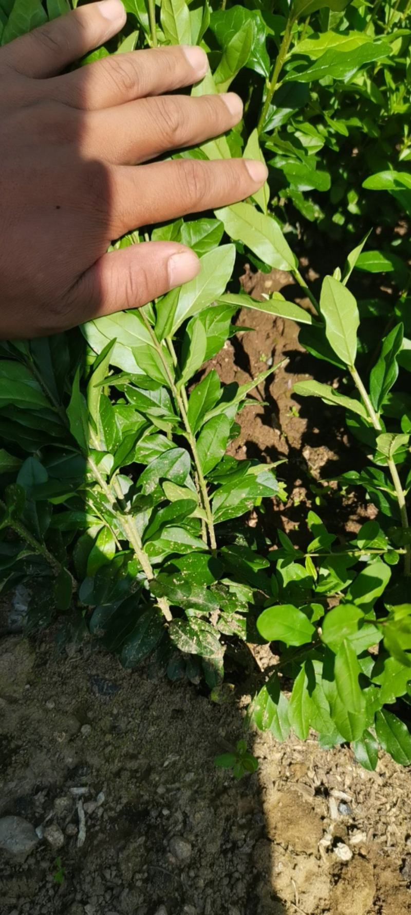 水蜡，水蜡小苗产地直销，快递包邮