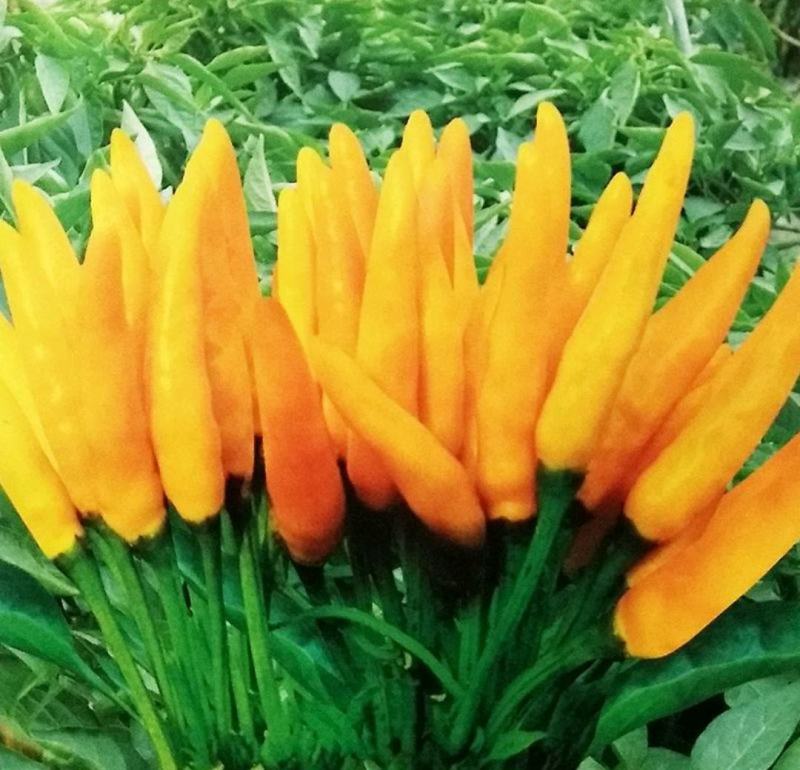 泡椒苗小米辣泡椒苗朝天泡椒苗辣椒苗花皮泡椒苗包回收