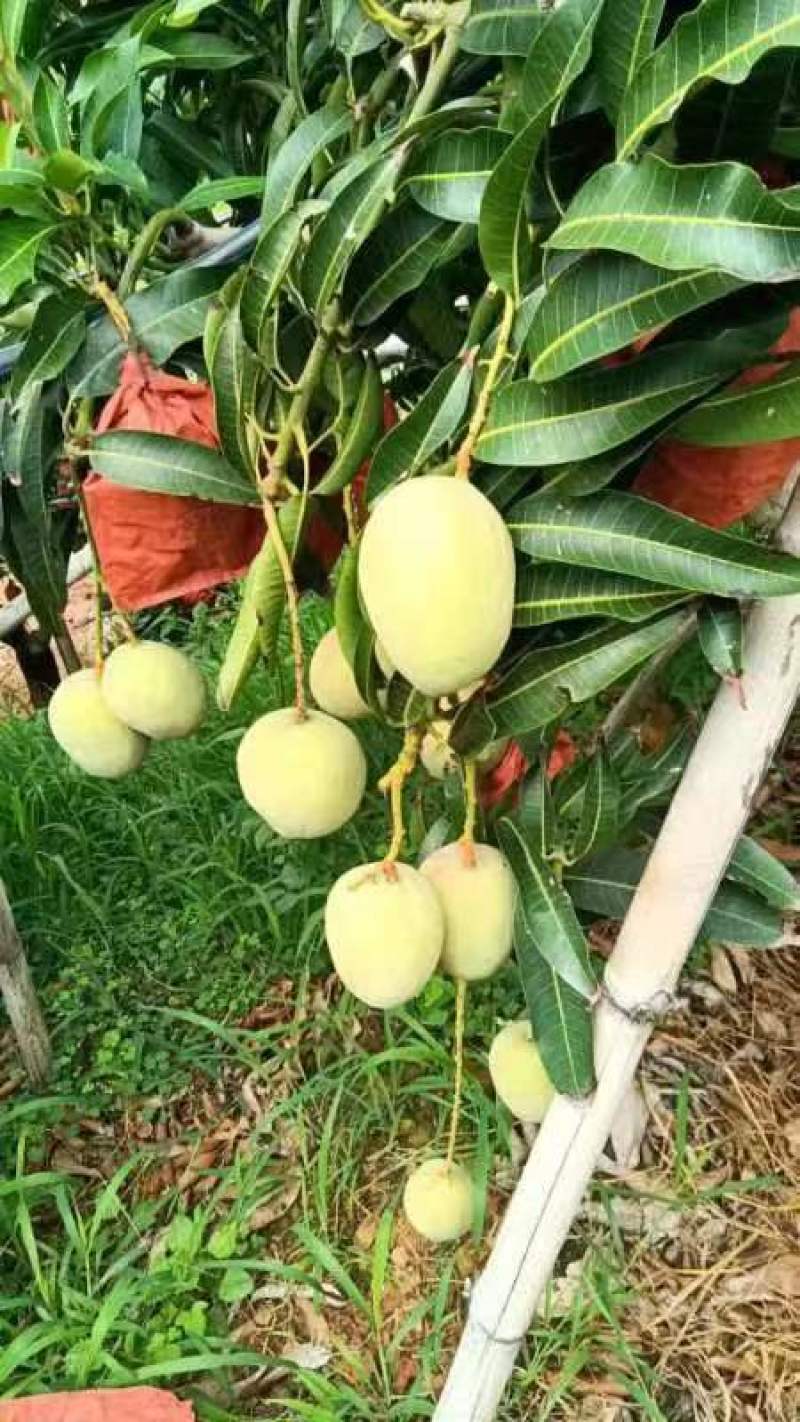 四川攀枝花彩虹芒圣心芒吉禄芒好吃又好看一手货源