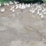 三花大鹅