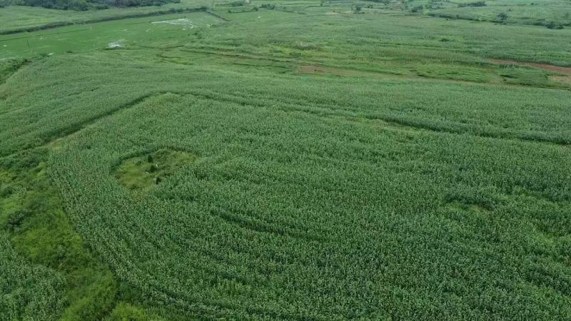 [热卖]湖北武汉红樱籽高粱基地直发全国发货