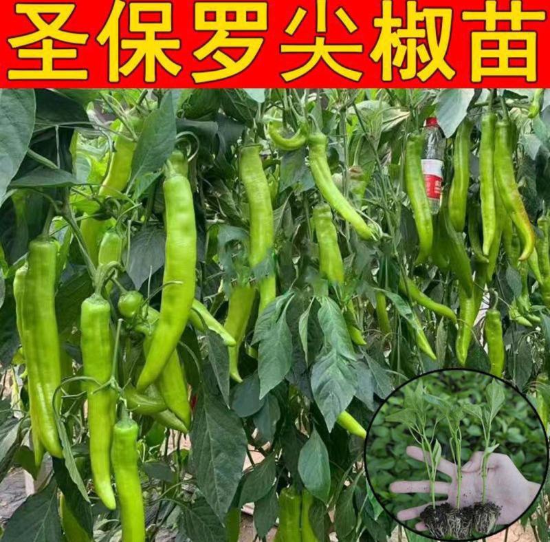 圣保罗尖椒苗种苗辣椒苗圣保罗羊角尖椒苗包回收