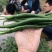 黑线椒苗黑辣椒苗黑线3号苗辣椒苗紫妃尖椒苗黑美人辣椒苗