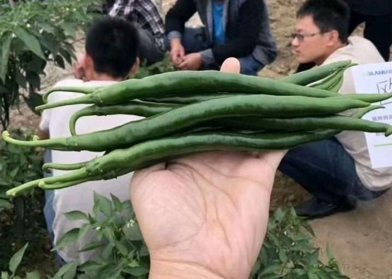 黑线椒苗黑辣椒苗黑线3号苗辣椒苗紫妃尖椒苗黑美人辣椒苗