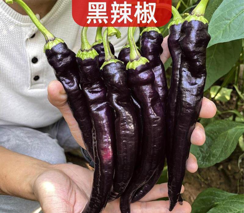 黑线椒苗黑辣椒苗黑线3号苗辣椒苗紫妃尖椒苗黑美人辣椒苗