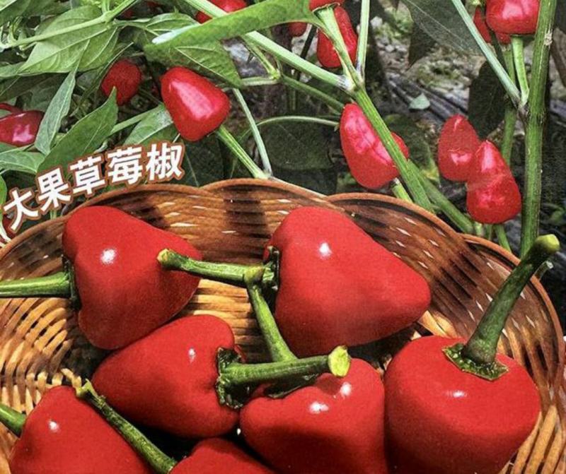 魔鬼椒苗草莓椒苗白米椒苗辣椒苗变态辣椒苗珠子椒苗
