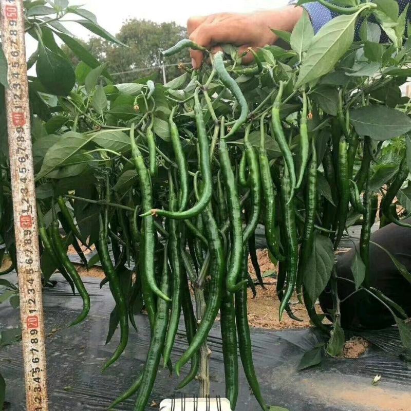 魔鬼椒苗草莓椒苗白米椒苗辣椒苗变态辣椒苗珠子椒苗