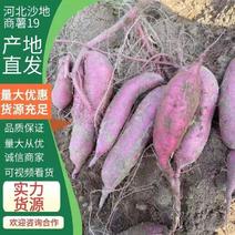 （推荐）河北邯郸临漳商薯19大量上市欢迎选购